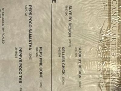 AQHA gelding