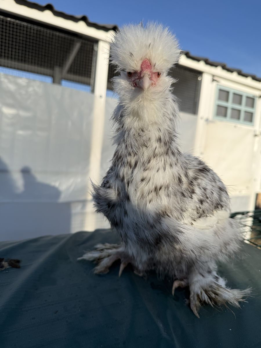 Silkie Cockerel