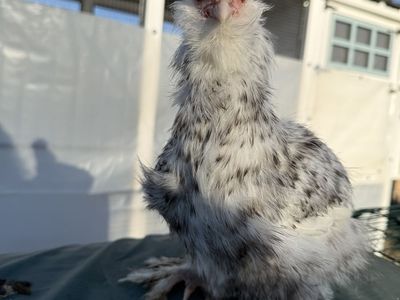 Silkie Cockerel