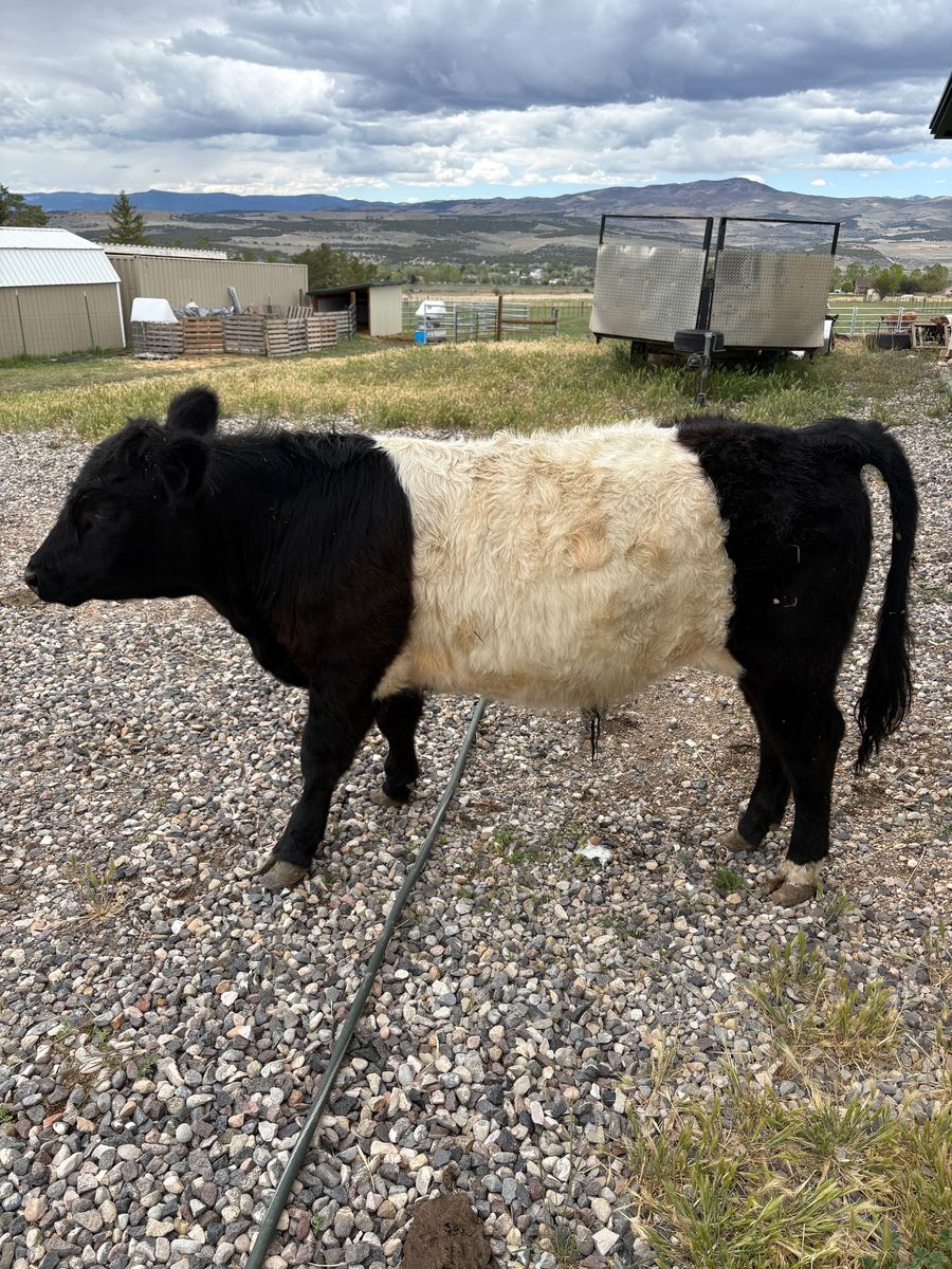 Mini Belted Galloway Steer 1 yr old