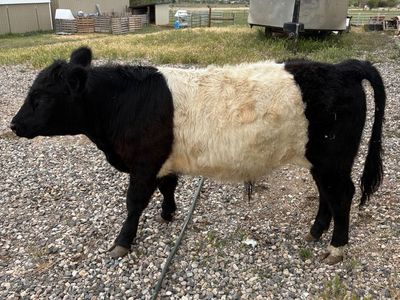 Mini Belted Galloway Steer 1 yr old