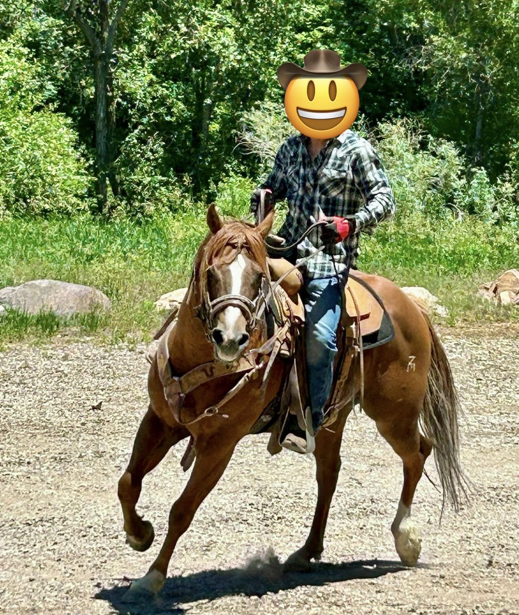 AQHA Registered Sorrel Stallion – Two Socks