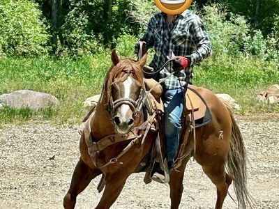 AQHA Registered Sorrel Stallion – Two Socks