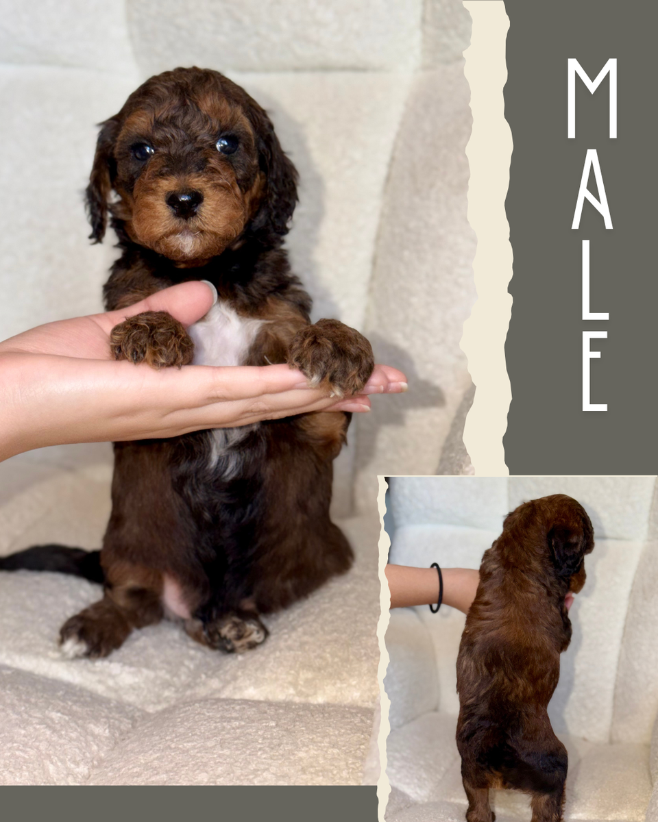 Mini-Medium Goldendoodles