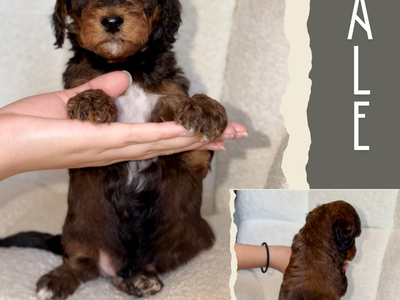 Mini-Medium Goldendoodles