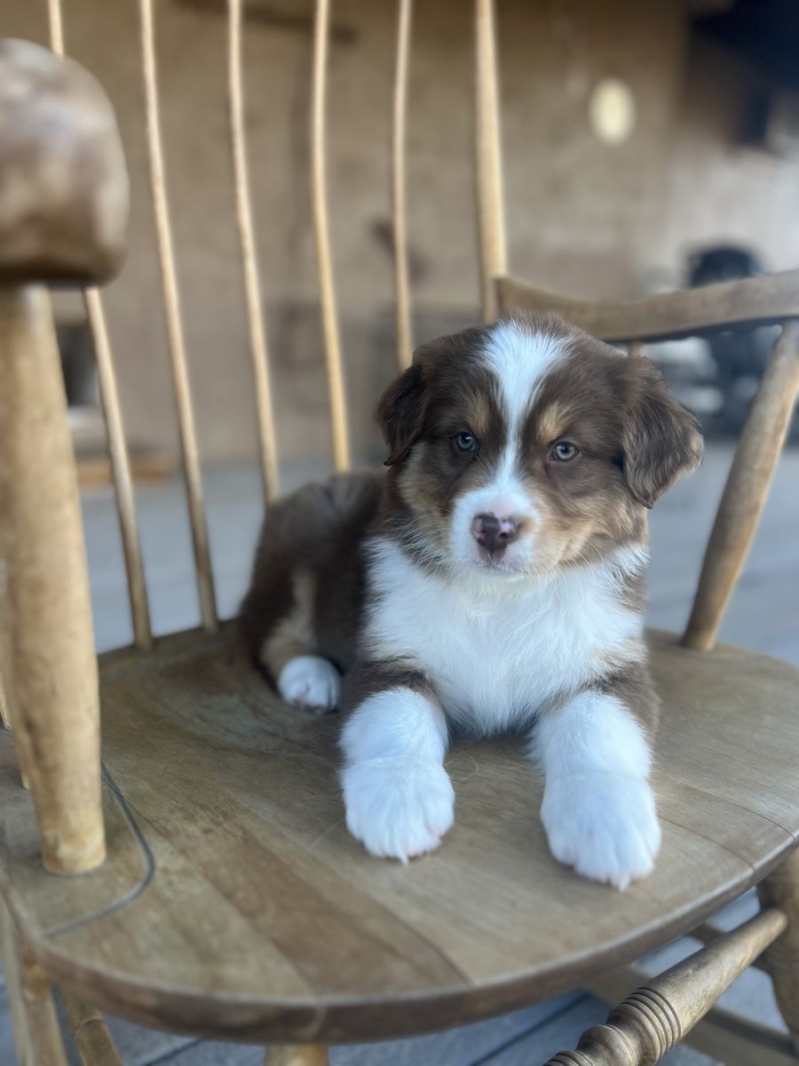 Beautiful Registered Australian shepherd puppies