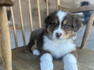 Beautiful Registered Australian shepherd puppies