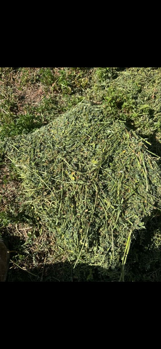 Horse Quality Alfalfa Hay