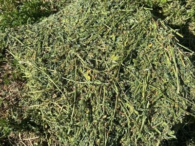 Horse Quality Alfalfa Hay