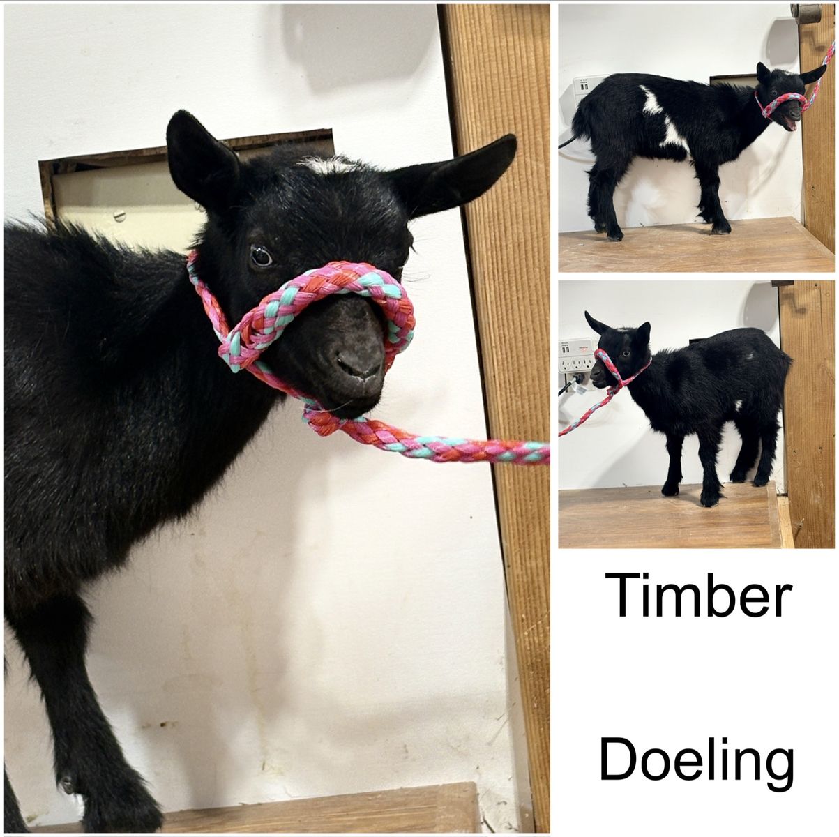 Nigerian Dwarf Kids for sell