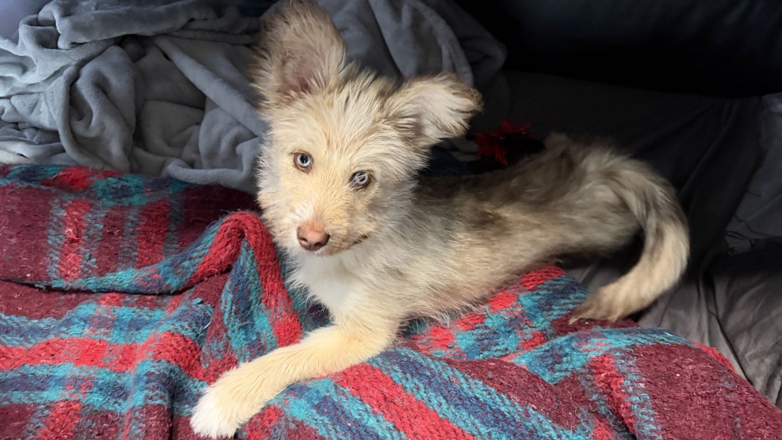 Pomsky Mix Puppy