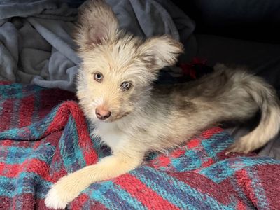 Pomsky Mix Puppy