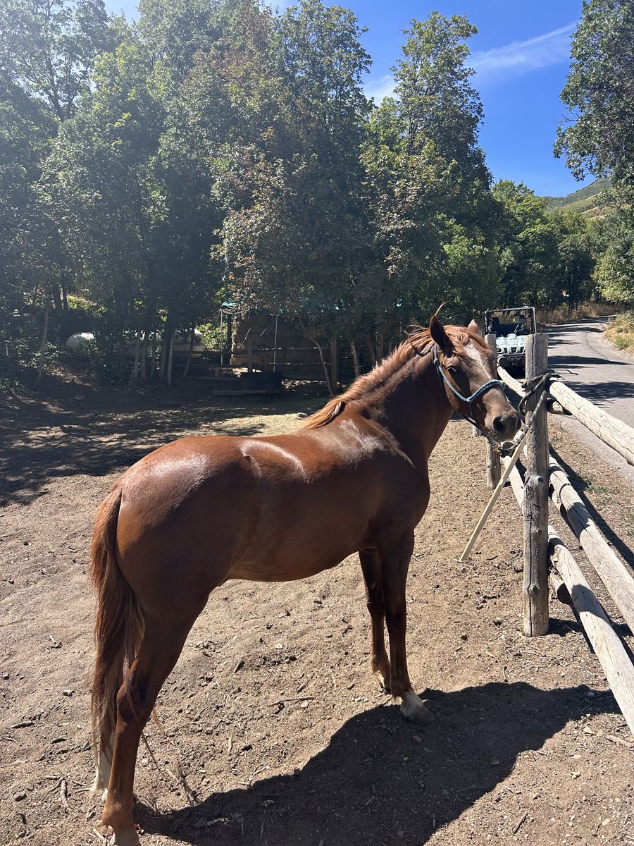 Beautiful Sorrel Gelding