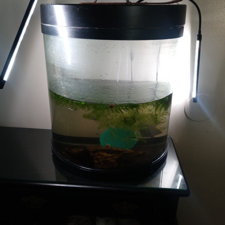 20 gallon bowfront aquarium