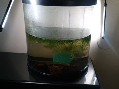 20 gallon bowfront aquarium