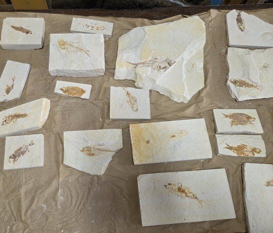 Green River Formation Fish Fossils