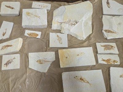 Green River Formation Fish Fossils