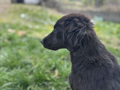 PUPPIES***7 month old Puppy + New Puppy Litter(Ready to rehome)