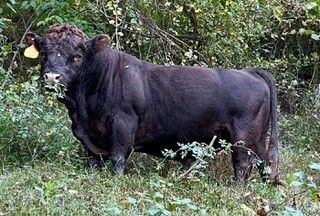 Homo Polled a2a2 Dexter Bulls for Sale