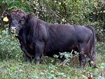 Homo Polled a2a2 Dexter Bulls for Sale