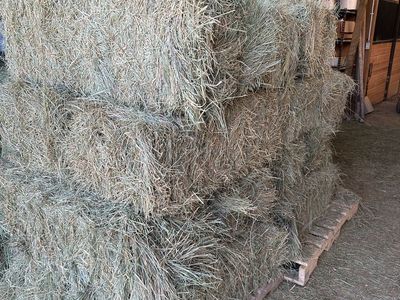 Premium Fescue Hay