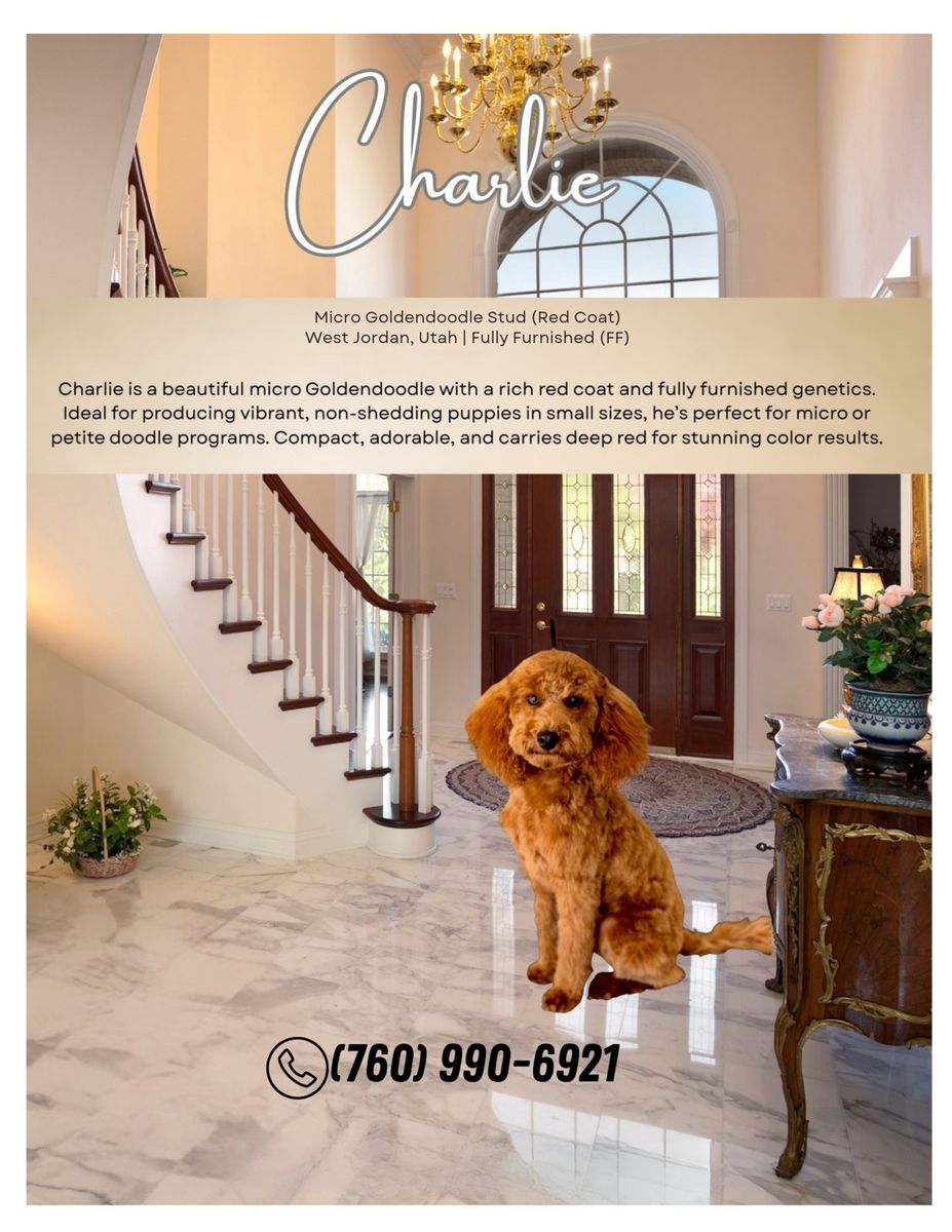 Charlie - Micro Goldendoodle Stud, Rich Red Coat, Fully Furnished