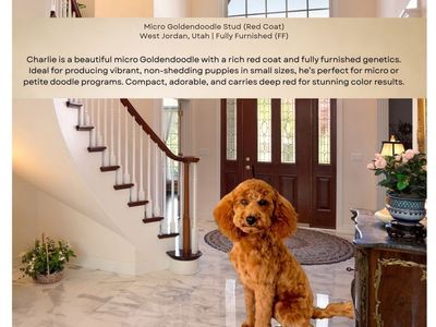 Charlie - Micro Goldendoodle Stud, Rich Red Coat, Fully Furnished