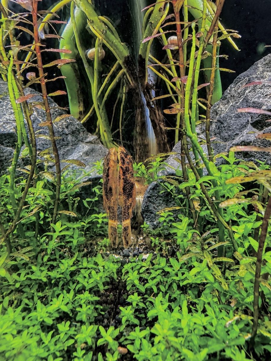 Amazing super red calico bristle nose pleco!