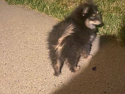 LOST DOG!!! 08/08/26
