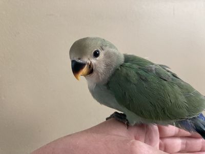 Hand Fed Baby Female Peachface Lovebird DNA Sexed