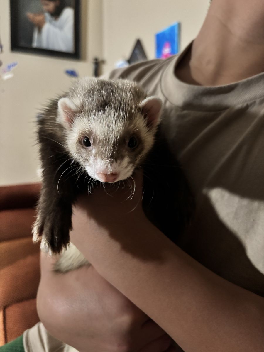 Friendly Pet Ferrets Looking for a Good Home for 2 ferrets 