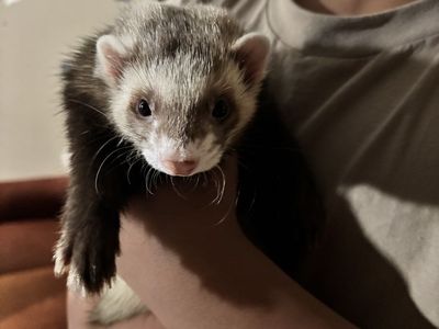 Friendly Pet Ferrets Looking for a Good Home for 2 ferrets