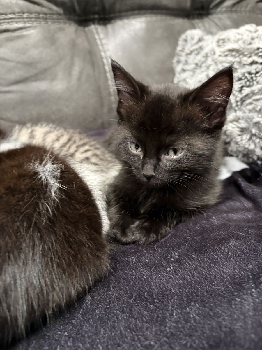 Hypoallergenic Siberian Kittens