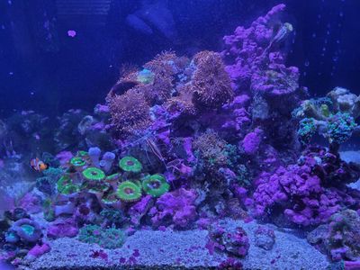 Selling all rock, sand, corals, livestock.