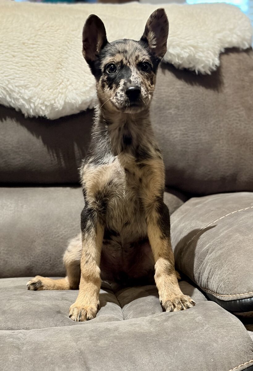 Astrid GSD Cross in training