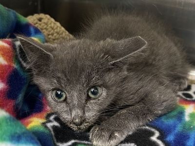 Hello my name is Osween