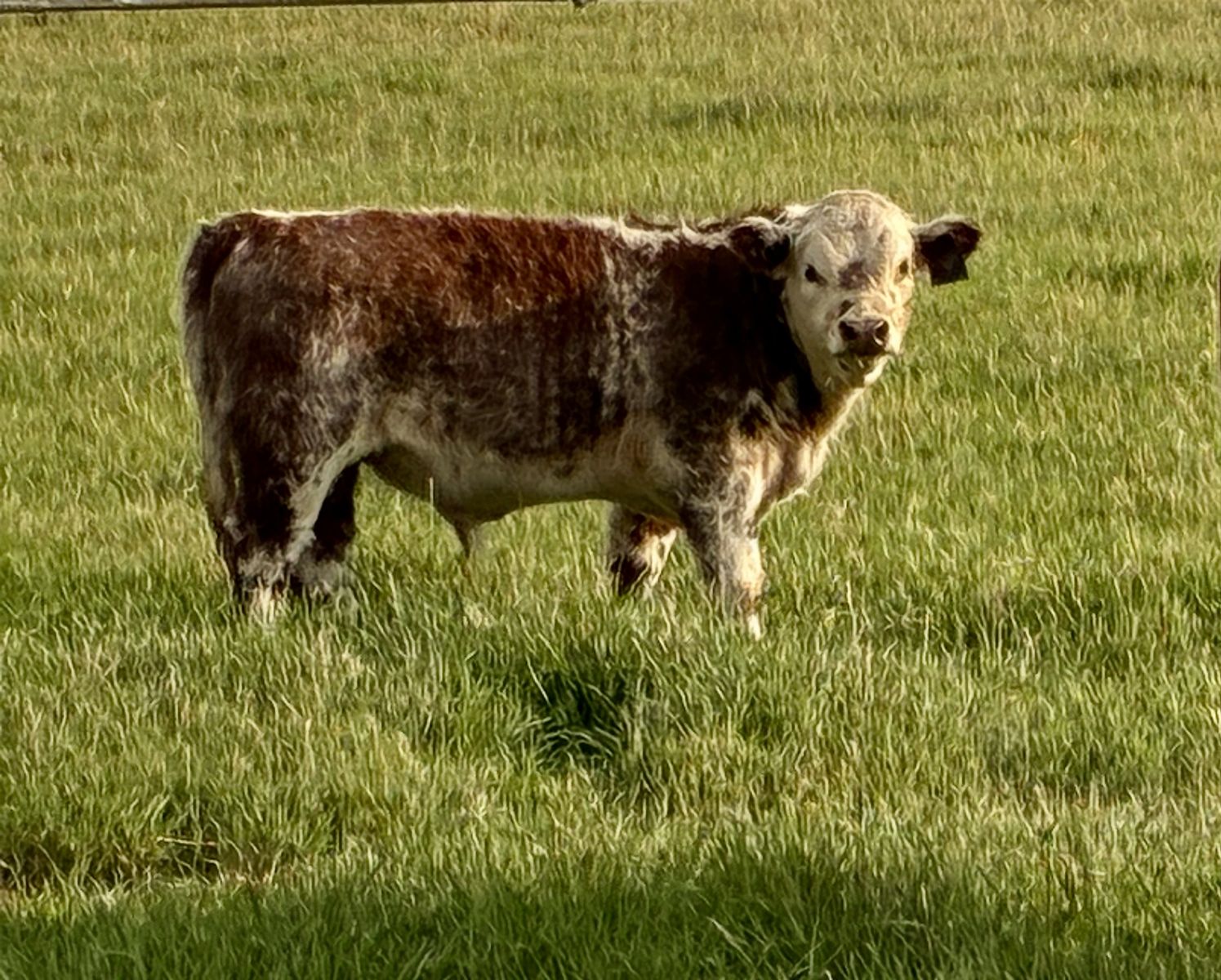 Mid-size Bull calf
