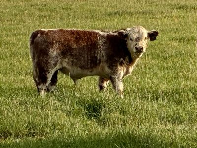 Mid-size Bull calf