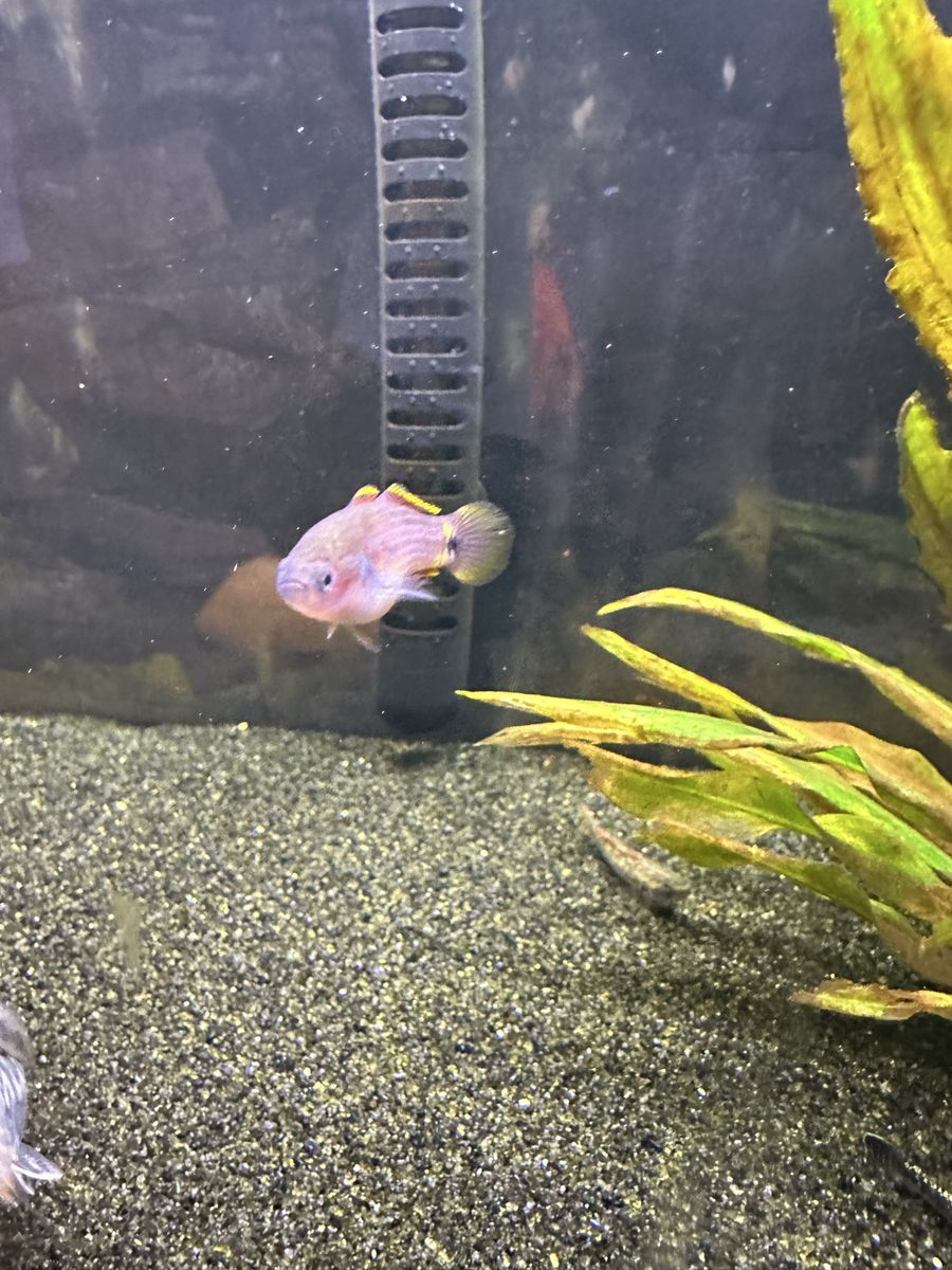 Peacock gudgeon