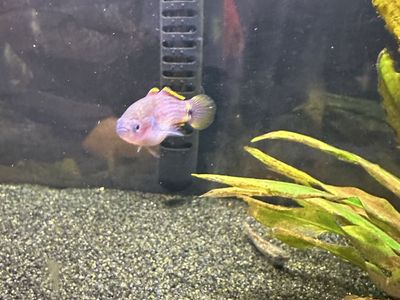 Peacock gudgeon