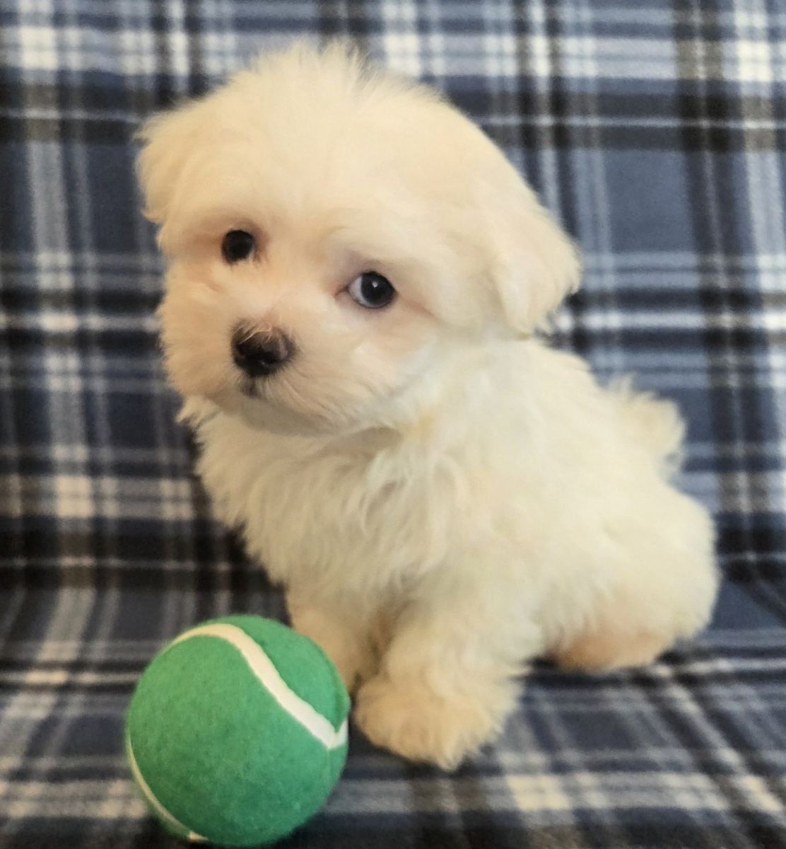 Adorable Purebred Maltese Puppies