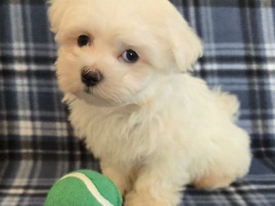 Adorable Purebred Maltese Puppies