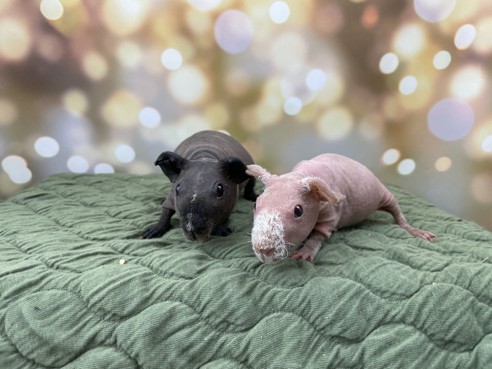 Female Baby skinny pig (hairless guinea pig)