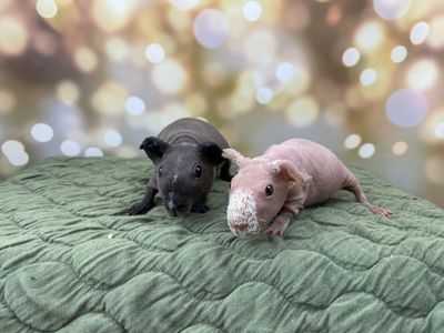 Female Baby skinny pig (hairless guinea pig)