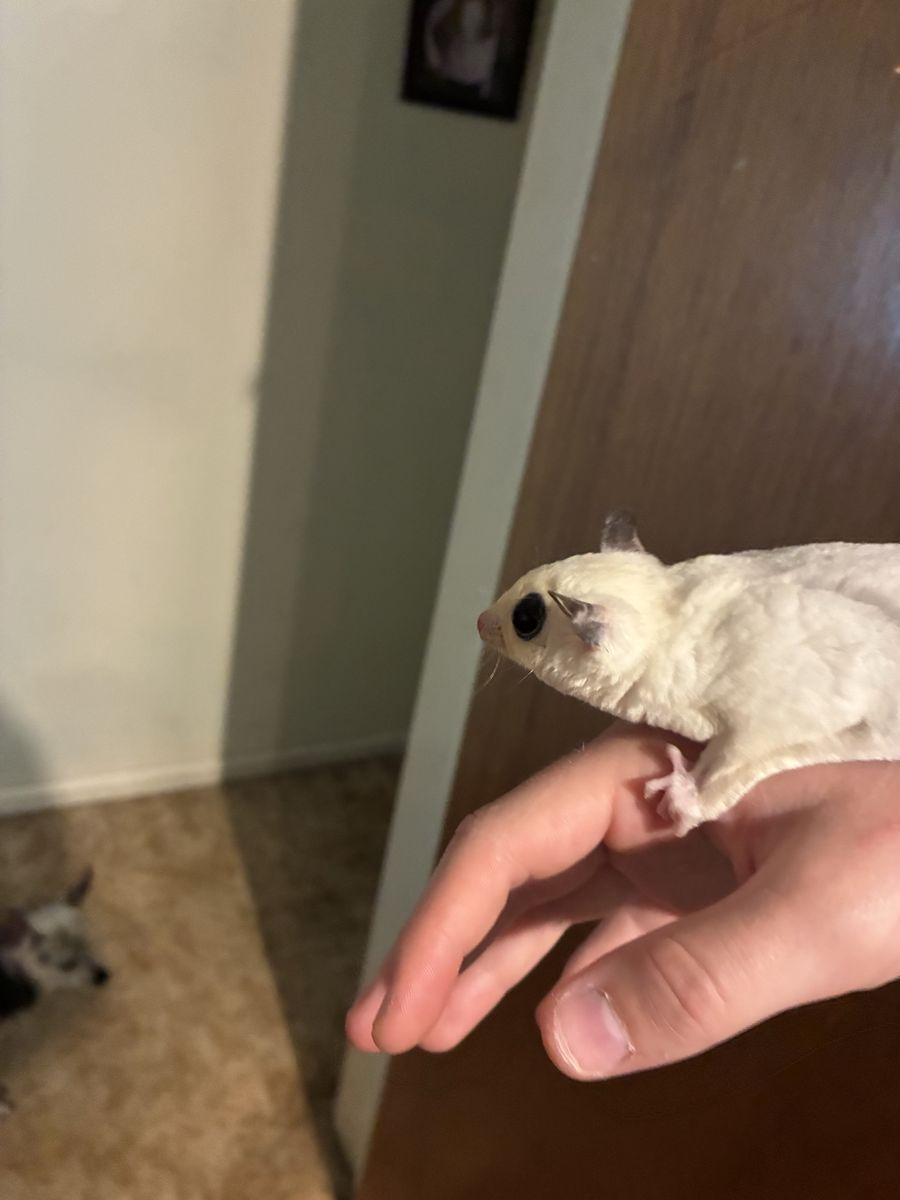 Sugar Glider Pair - both female