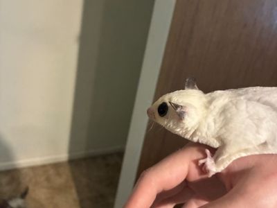 Sugar Glider Pair - both female