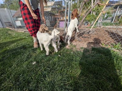 boer goat kids