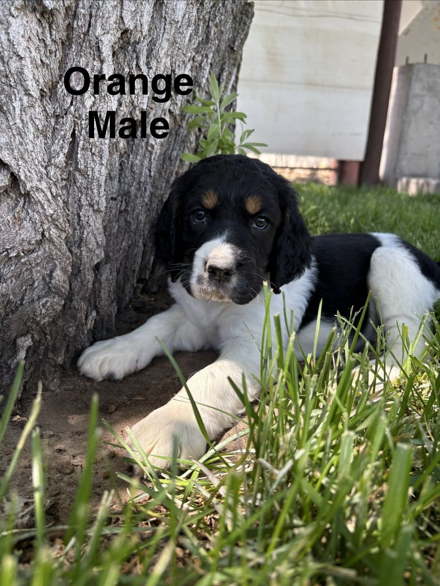 8 AKC English Springer Spaniel Puppies