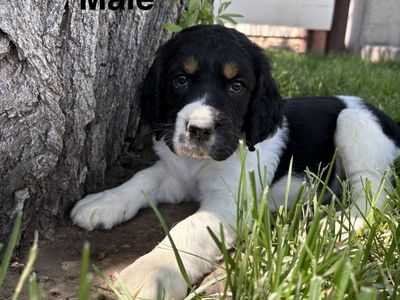 8 AKC English Springer Spaniel Puppies