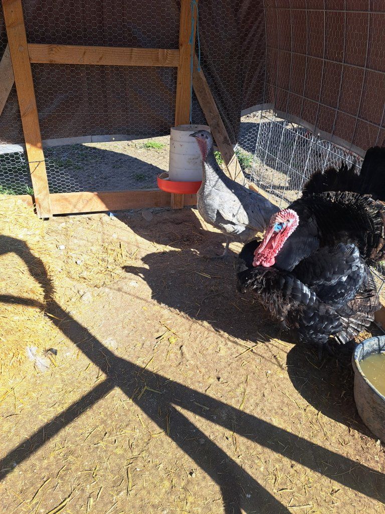 turkeys
